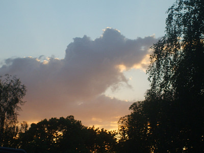 夕阳中的桦树图片下载