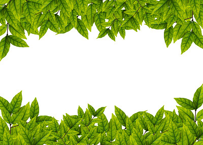 白色背景上的绿叶图片下载