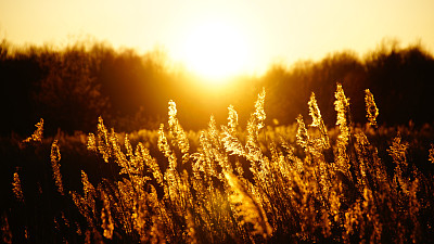 晨光照耀着收获的草地图片下载