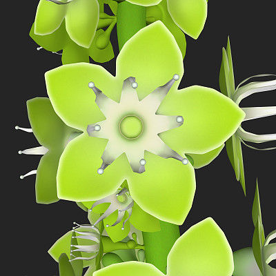 Coccoloba之花图片下载