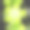 Coccoloba之花图片下载