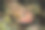 印度尼西亚班达，珊瑚礁间的蜥蜴鱼图片下载