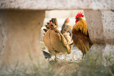 鸡在鸡舍外寻找食物。图片下载
