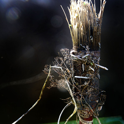 画笔用树叶图片下载