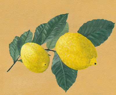树枝上的两个柠檬图片下载