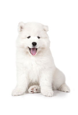 七个月大的萨摩耶幼犬素材图片