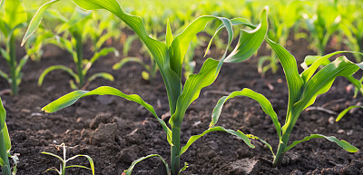 春天的玉米地图片下载