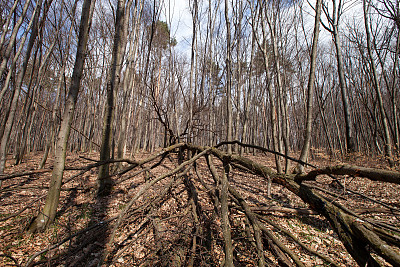 倒下的树图片下载