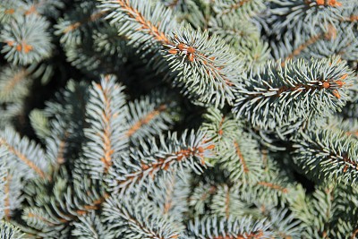 圣诞树的背景。图片下载