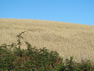 庄稼成熟的田地一片蓝天图片下载