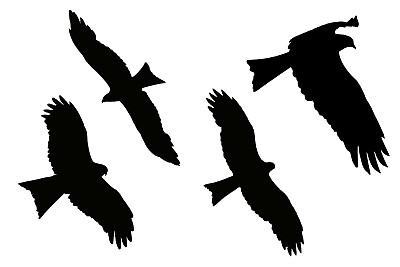 老鹰剪影-黑风筝图片下载