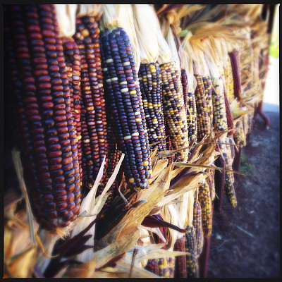 颜色干玉米图片下载