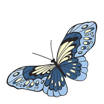 在俯视图中打开翅膀的蓝色蝴蝶。图片下载