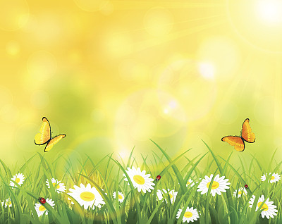 阳光明媚的背景草和花素材图片