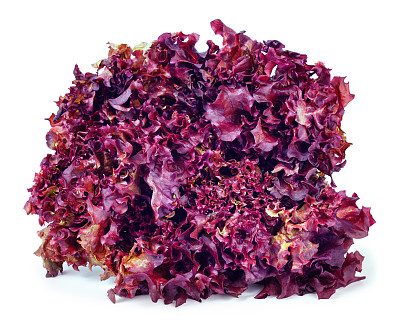 白色背景上孤立的莴苣图片下载