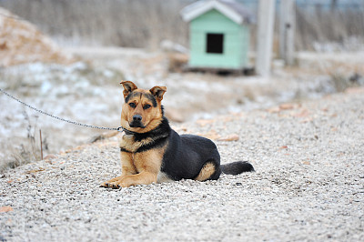 院子里的狗被链子拴着图片下载