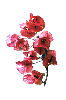 隔离圣丽塔花的颜色编辑图片下载