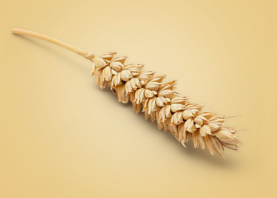 小麦干耳图片下载