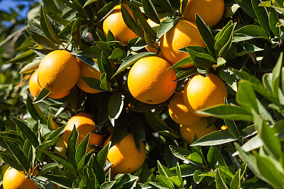 新鲜的橙子和橙叶图片下载