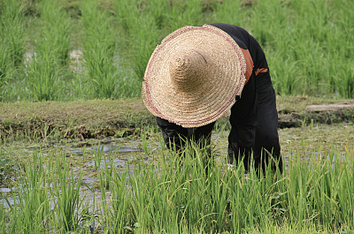稻农图片下载