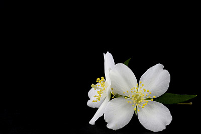 山梅花图片下载