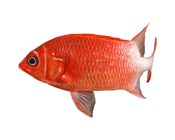 金鳞鱼隔离图片下载