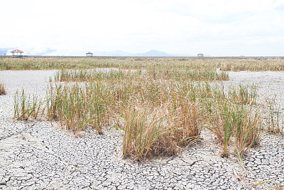 枯死的草在干燥的土地和开裂的地面纹理图片下载