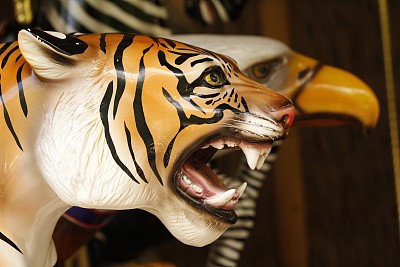 老虎的旋转木马图片下载