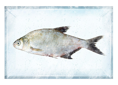 冰上鱼图片下载