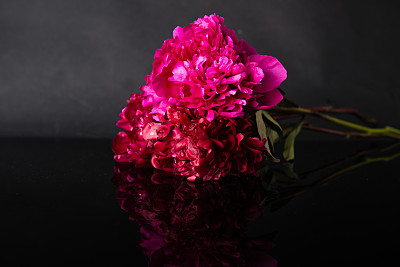 两朵牡丹在暗色背景下反射图片下载