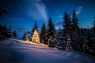 森林里的圣诞树图片下载