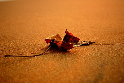 落叶图片下载