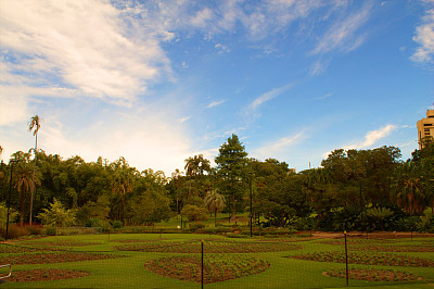 美丽的植物园/公园，树木和蓝天图片下载