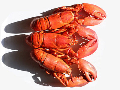 美国龙虾图片下载