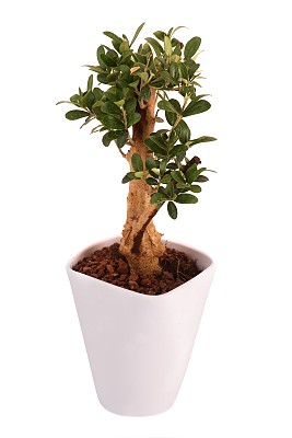 盆景橄榄树在一个白色的花盆图片下载