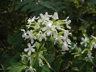 一群白花。图片下载