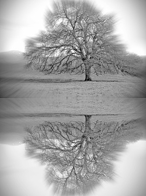 栎属及其反射图片下载