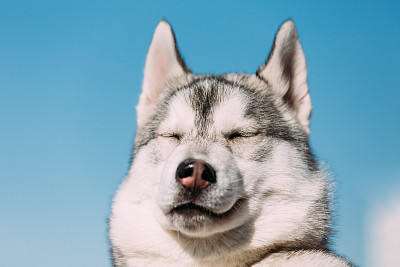 靠近年轻有趣的灰色哈士奇小狗狗，闭上眼睛。素材图片