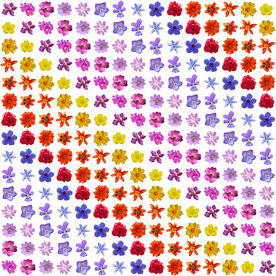 花彩虹-拼贴孤立的彩色花朵。图片下载