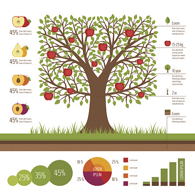 园艺和种植信息图表。苹果树。图片下载