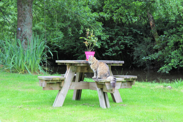 猫在桌子上图片下载