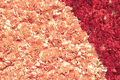 红色和粉红色的花朵图片下载