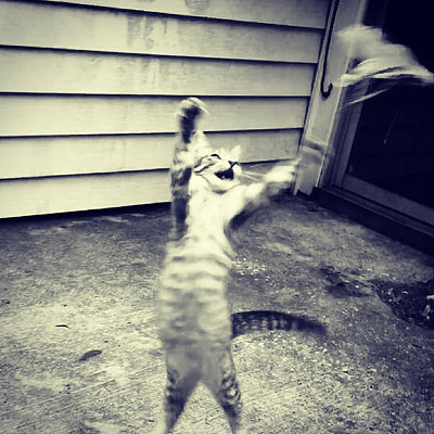 基蒂自由图片下载