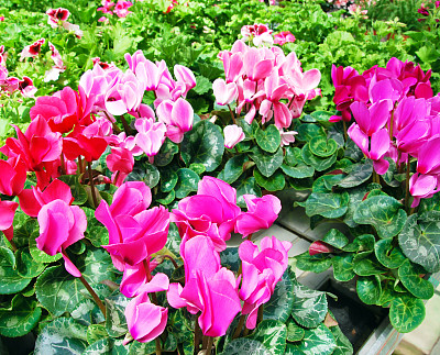 仙客来图片下载