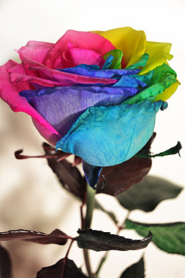 彩虹玫瑰图片下载