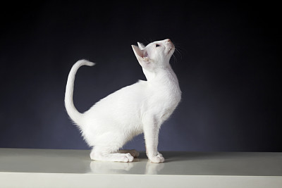 幼猫(纯白东方短毛猫)外形图片下载