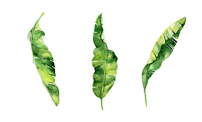 水彩画的热带树叶，茂密的丛林。图片下载