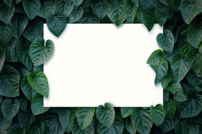 花与叶以纸为空白，以自然与环境为理念图片下载