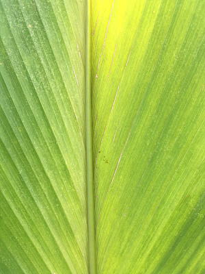 绿叶纹理图片下载