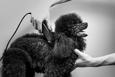 黑色狮子狗的头发图片下载